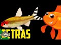 Tetra Schools. Lets talk Tetras the Live Stream.