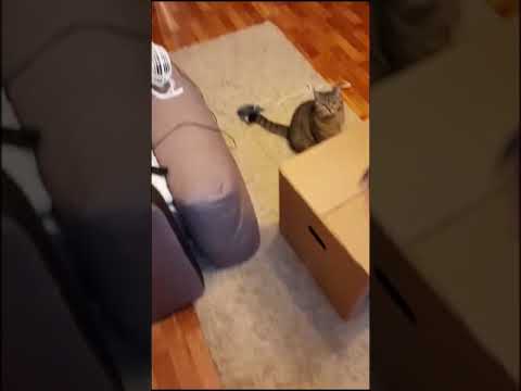 Как поймать кота в коробку