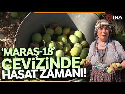 Maraş-18 Cevizi, İran,
