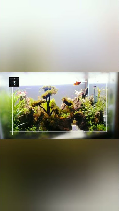 Story WA 30 detik Yeni Inka Lali Janjine #yeniinka #lalijanjine #aquascape