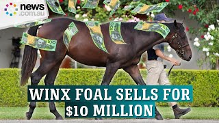 Winx's only foal smashes world record for yearling filly