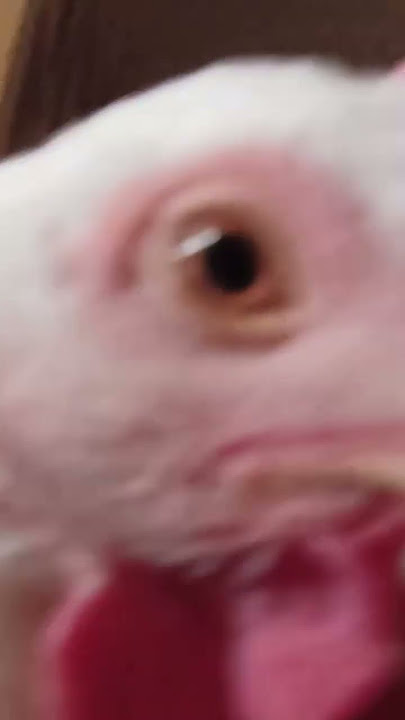 Chicken 🤨 | Meme ayam🐔🤨
