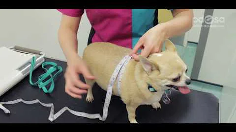 PDSA Vet Advice: How To Tackle Pet Obesity