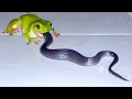 This Is Why Snakes Hate Frogs