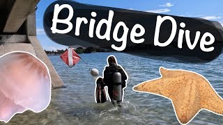 Diving at the Famous Blue Heron Bridge! Octopus, Eagle Ray, and a Dive Site Map