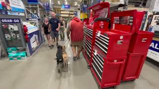 Shadow & Ivy Crush 1 week Board and Train// Off Leash K9 Training Clarksville/ Nashville