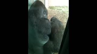 Philadelphia zoo gorilla's playing part 7