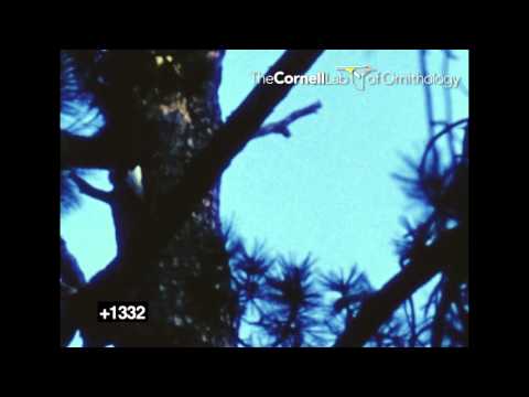 Imperial Woodpecker 2