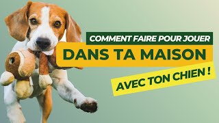 Jeux d'intérieur pour jouer avec votre chien