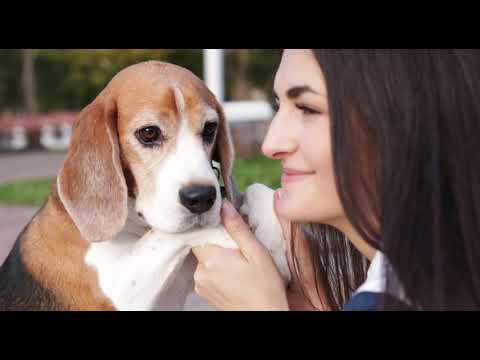 וִידֵאוֹ: רוטוויילר גזע כלבים היפואלרגני, בריאות וחיי חיים