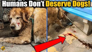 That's Why Humans Don't Deserve DOGS ! | #DogRescue by Pawsome Facts 1,249 views 2 years ago 2 minutes, 33 seconds