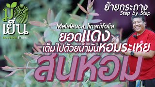 สนหอม ยอดแดง เต็มไปด้วยน้ำมันหอมระเหย ทรงสวย ไม้ประดับกลางแจ้ง ชอบแดด Melaleuca linariifolia