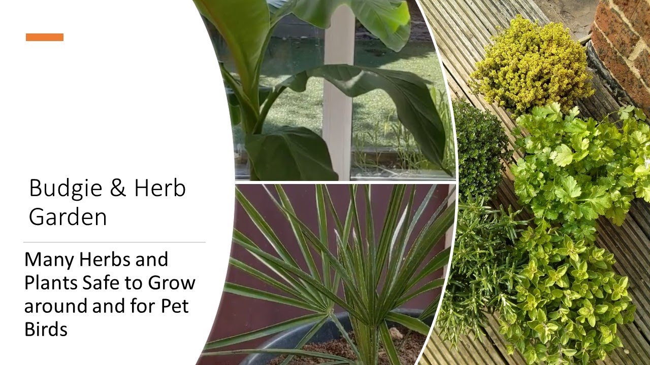 Herb Garden Budgie (parakeet) safe Growing Plants around / for Pet Birds Parrots 