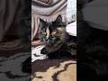 Adorable Masha Funny Iphone16 Trending Youtubeshorts Shortvideo مشاعالله Shorts Fyp Cat Mashallah 