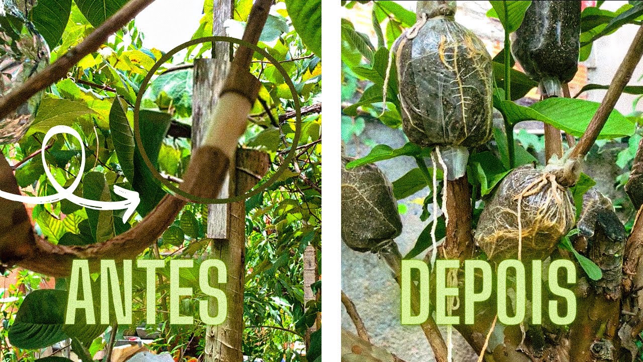 DA ALPORQUIA AO ENRAIZAMENTO