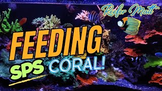 Feeding My Sps Coral