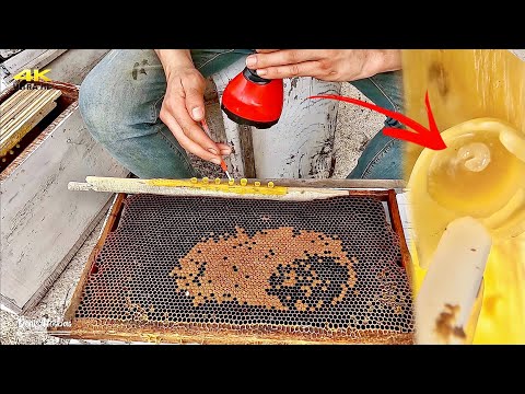 Ana Arı Üretimi Nasıl Yapılır ? / Larva Transferi /Arıcılık