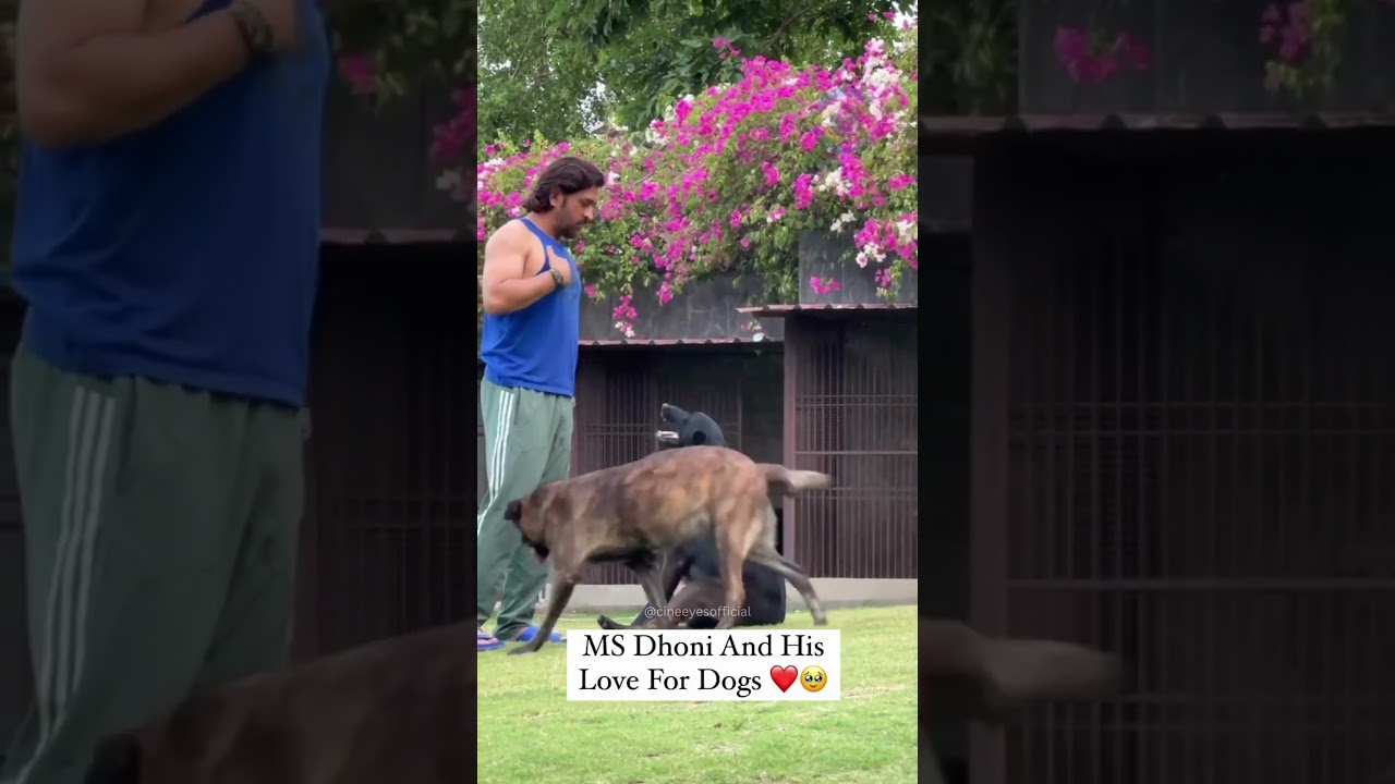 MS dhoni's Love for Dogs is warm and Genuine | Cine Eyes