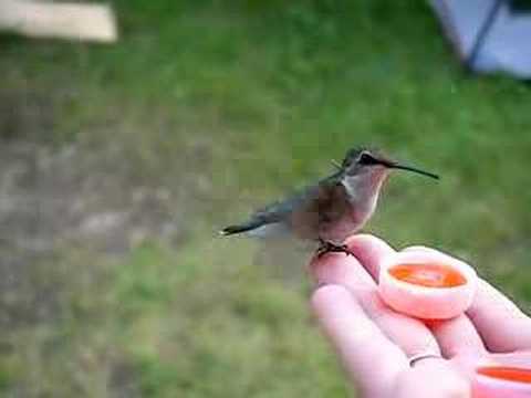 hand feeding hummingbirds - YouTube