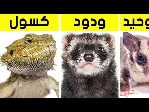فيديو: ما هو حيوان أليف مناسب لعلامة زودياك