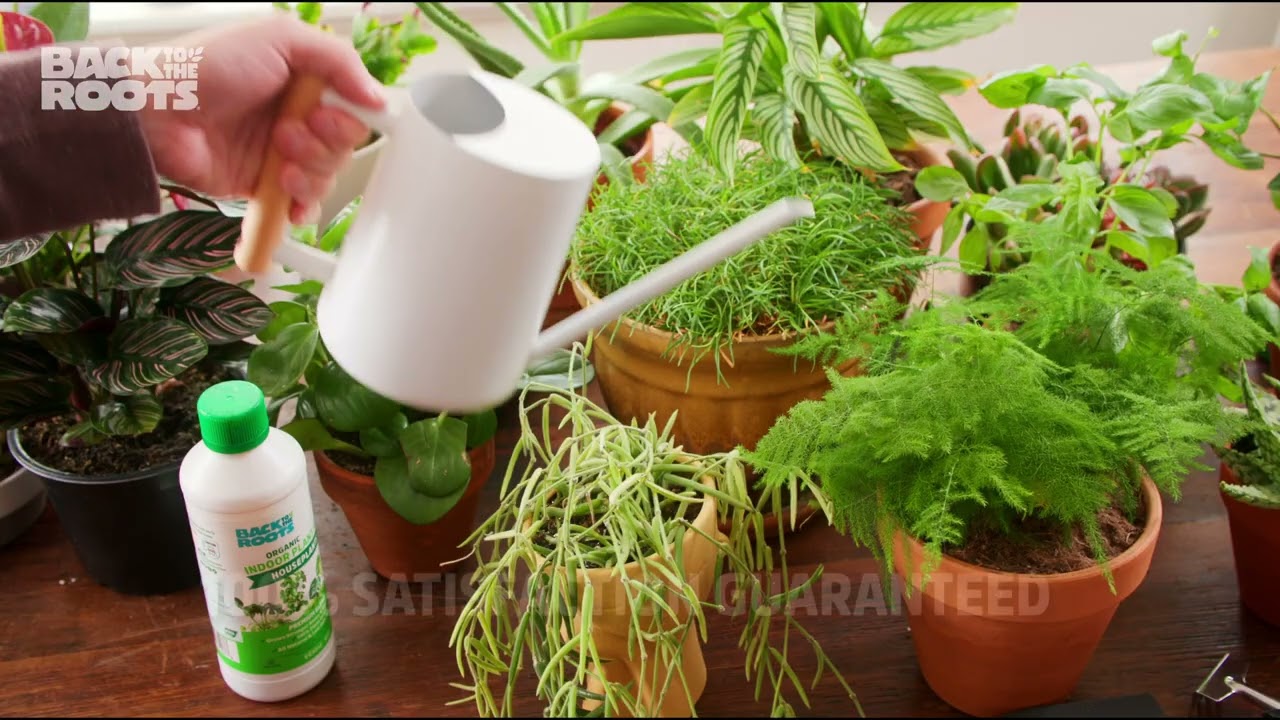 Back to the Roots Plant Food