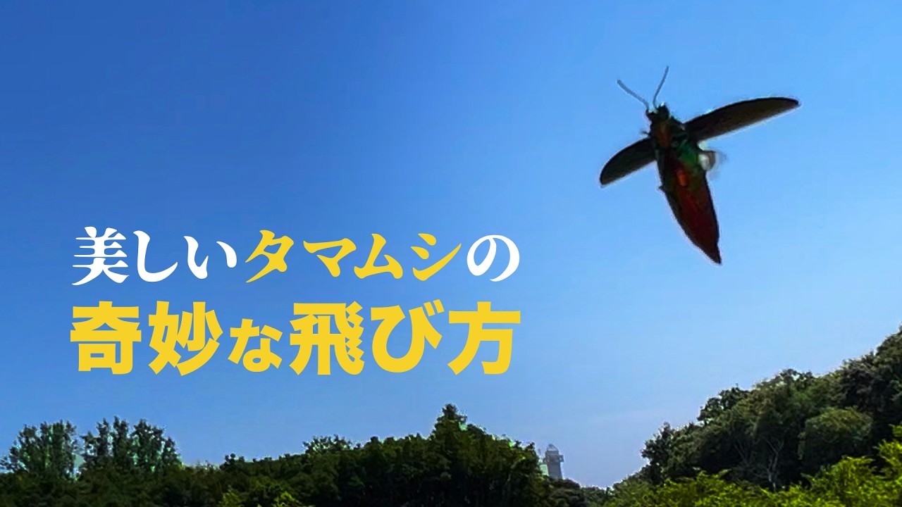 A Closer Look at Jewel Beetles on a Scorching Hot Day - YouTube