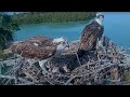 2 Chicks - Captiva Osprey Cam