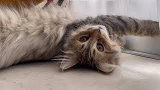 過ごしやすい季節になりつつある窓辺と子猫-CatVlog 60