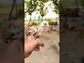 Aseel chicks for sale | #birds #parrotbeakaseel #aseel #aseelbreeding #pets
