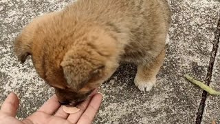 小胖狗竟然爱吃山楂，喂了几片就猛摇尾巴