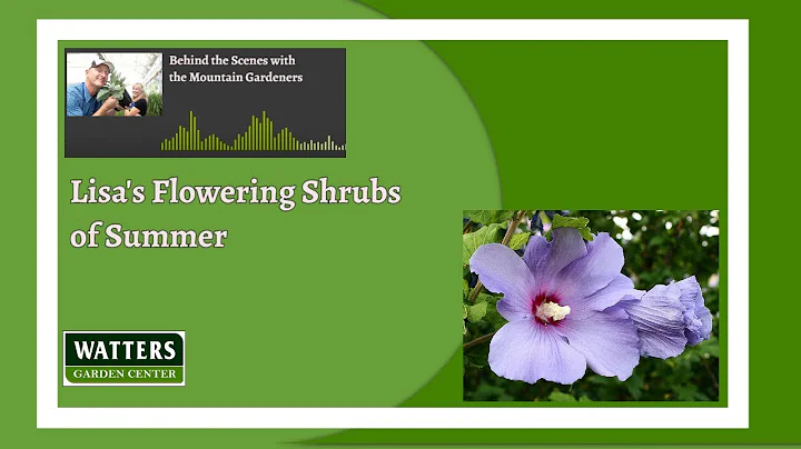 Behind the Scenes with the Mountain Gardeners - Lisas Flowering Shrubs of Summer