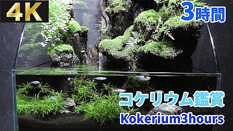 ヒロセペット Aqua Shop Hirose Youtube