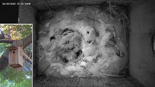 2023-05-20 day archive chickadees 3 days old