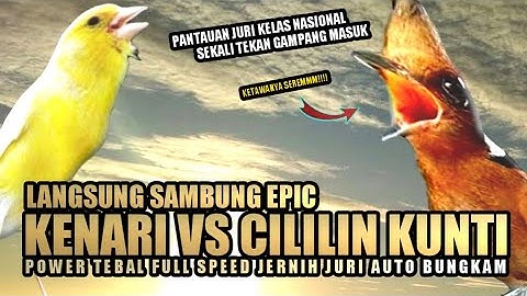 MASTERAN KENARI SAMBUNG CILILIN KUNTI PANJANG POWER TEBAL || MASTERAN MURAI BATU JUARA