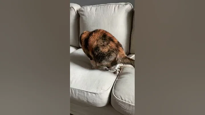 My aunt's cat pooping on her couch! - DayDayNews