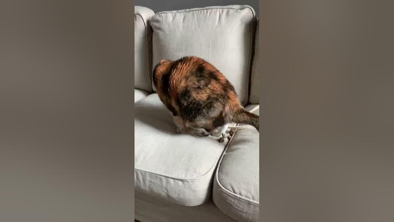 My aunt's cat pooping on her couch! YouTube