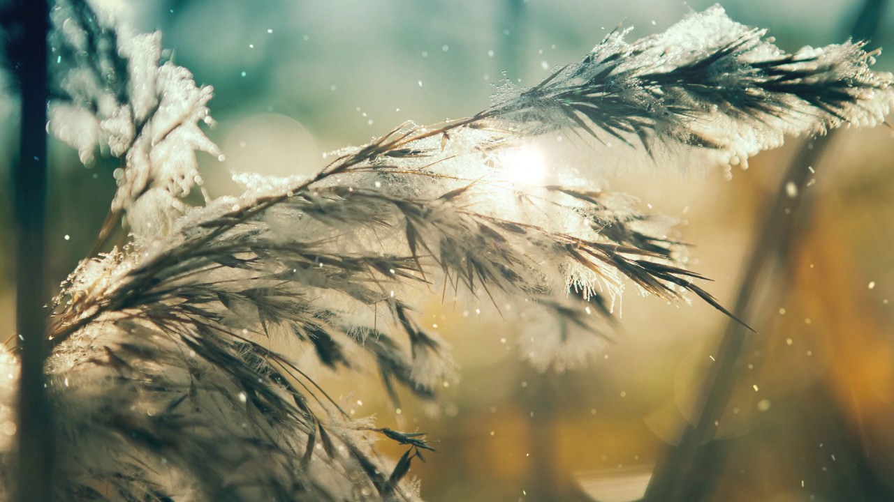 Frosty Plant: 4K Living Background | Relaxing Motion Graphics