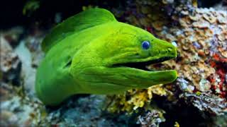 Our Ocean 2023