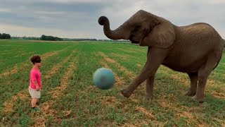 Surprising My Friend With An Elephant | Ross Smith #Shorts