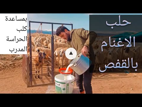 فيديو: تجربتي امتلاك الكلاب كلب الغنم