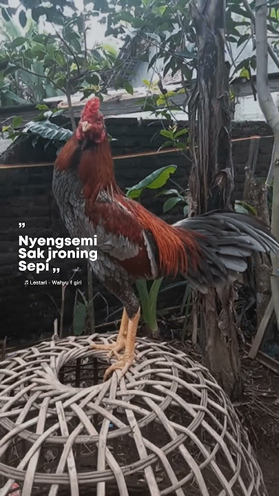 ganteng dulu aja, #ayambangkokindonesia #ayampamaiq #storywa #pama #pamangon