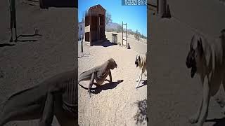 Kangal Confronts Komodo Dragon to Protect Child