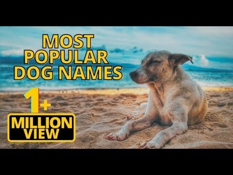 top-20-most-popular-dog-names-2018-!!-unique-puppy-names