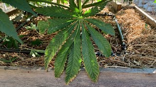GROWBIG OR GOHOME (inside edition)