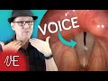 Learn how VOCAL CORDS work for Speech and Singing | #DrDan 🎤