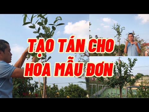 Kỹ thuật tạo tán cho Hoa Mẫu Đơn đơn giản mà đẹp từ khi cây còn nhỏ