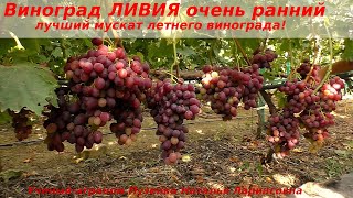 Виноград Ливия, ранний с одним из самых ярких мускатов лета (Пузенко Наталья Лариасовна)