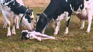 cow calving