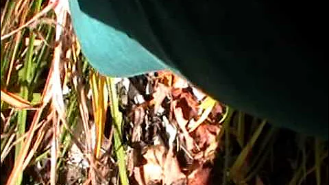 Nancy Today: Harvesting daylily leaves at Cattail workshop 19 (Daylilies 7) ASMR