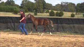 Lot 8 MSU King Bill